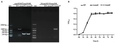 Involvement of the Actinobacillus pleuropneumoniae ompW Gene in Confrontation of Environmental Pressure